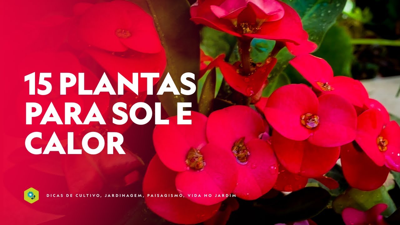 15 PLANTAS RESISTENTES ao SOL e CALOR