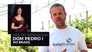 Miniatura do vídeo