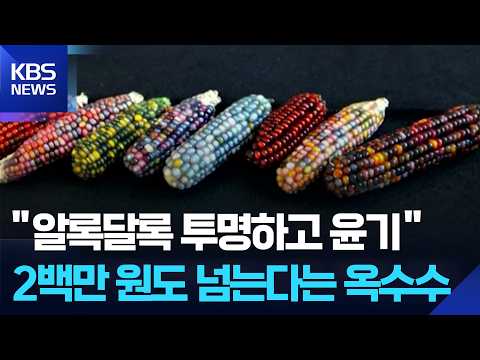 [글로벌K] 중국, 옥수수 하나에 200만 원?…알록달록 관상용 옥수수 인기 / KBS 2026.09.29.