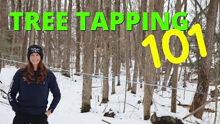 Download lagu The Complete Guide to Maple Syrup Tapping: Everything You Need to Know Before Getting Started mp3