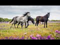 Beautiful Wild Horses Peaceful Nature Video