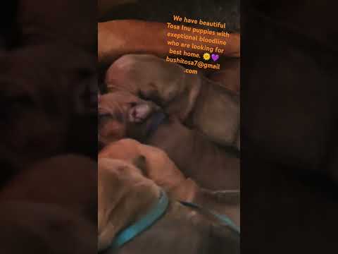 Vendita Cucciolata Tosa eccezionale