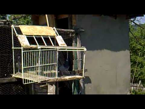 Zbor in juru crescatoriei Roman Marius ( Poiana Cristei )