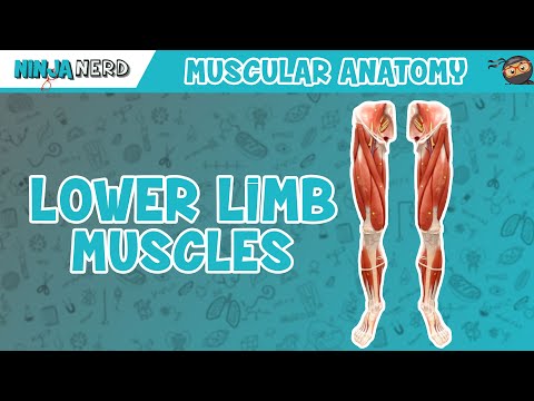 Muscles of the Lower Limb | Anatomy Model