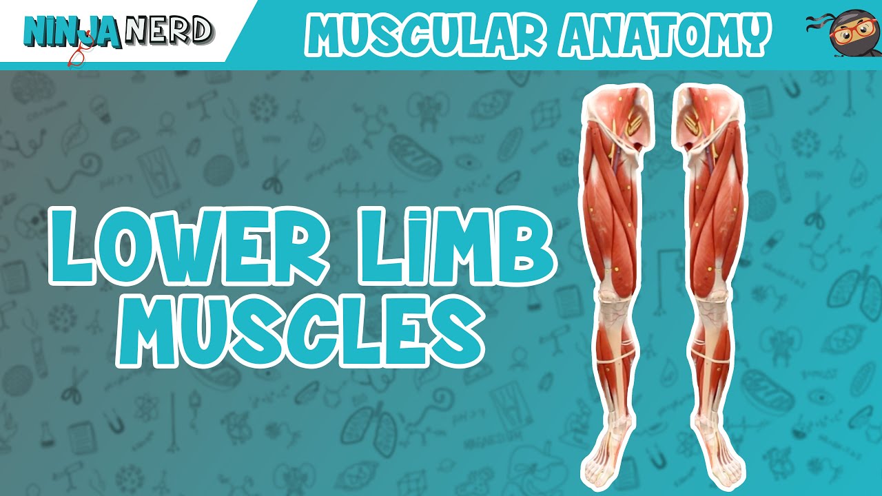 Muscles of the Lower Limb | Anatomy Model
