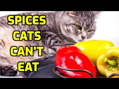 Are Spicy Foods Bad For Cats?