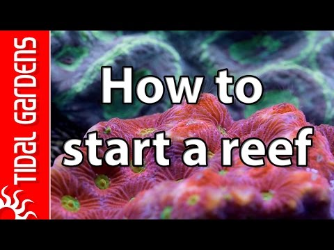 ソルトウォーターリーフアクアリウムの始め方5つのコツ (5 Tips on How to Start a Saltwater Reef Aquarium)
