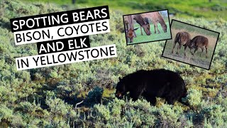Yellowstone Lamar Valley wildlife, spotting bears, bison, coyotes, elk + Boiling River wild swimming