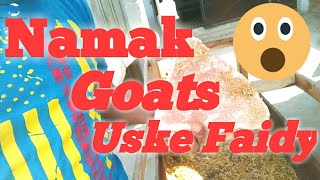 How To Give Salt For Goats || namak ka istmal || 2020