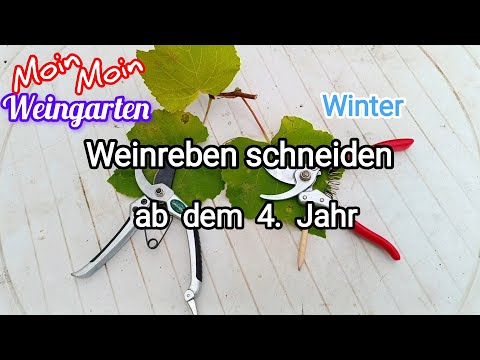 , title : 'Weinrebe zurück schneiden ab 4 Jahr Rückschnitt Weinrebe im Winter / Herbst Trauben Video 2'