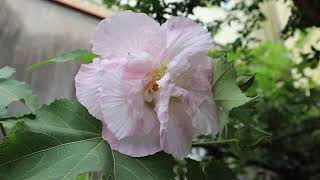 20240928縮時攝影_木芙蓉變色