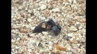 Tumblebugs...Is it Love?