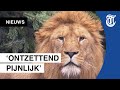 Noodgedwongen afscheid van leeuwen in Artis
