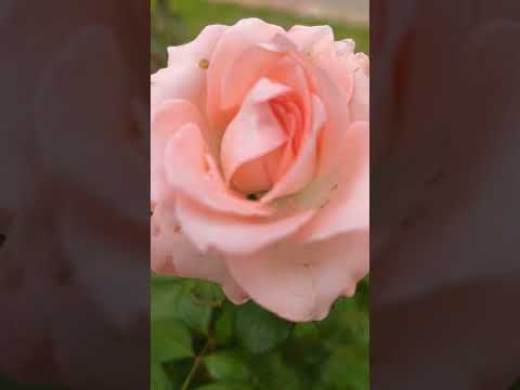 Flowers blooms in garden ll#flowers #gardenplants #blooms