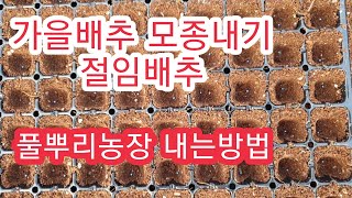 [배추재배방법] 김장배추용 가을배추 모종내기 파종하기 괴산절임배추