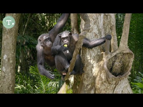 In the jungles of Congo: How orphaned chimpanzees are prepared for the wild