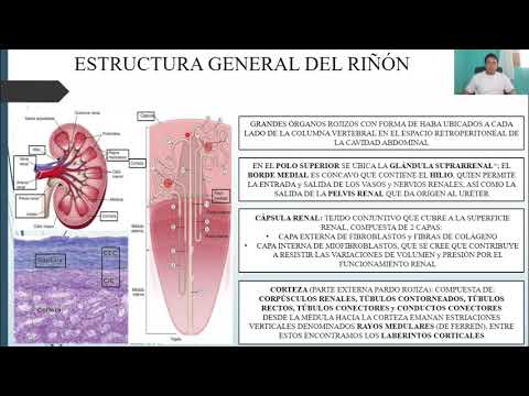 HISTOLOGÍA: APARATO URINARIO