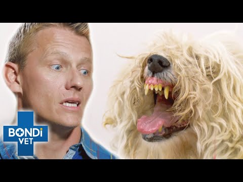 Hyper-Aggressive Tiny Dog Gets Violent at the Vets  | Bondi Vet