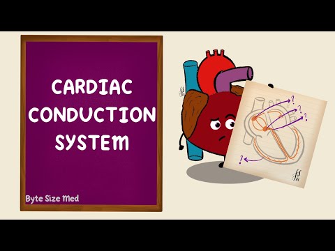 Cardiac Conduction | Electrophysiology of the Heart | Cardiac Physiology