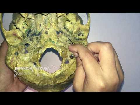 Norma Basalis: The Base of the Skull