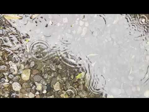 Rain on Small Pond With Pebbles