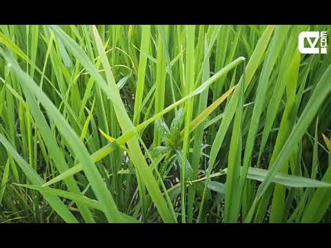 Nature cinematic video | redmi note 7 pro | cineview.com | Nazmul Ansari|