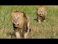 Four Male Lions Against The Two Lions Of Xigera