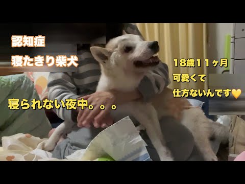 私の老犬が夜寝ないのはなぜですか?
