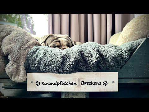 Ferienhaus „Strandpfötchen Breskens“ Familienurlaub mit Hunden am Strand. Breskens in Zeeland