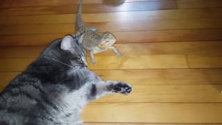 Cat kills lizard in HD