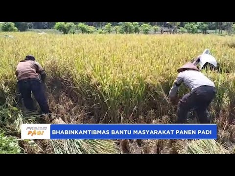 BHABINKAMTIBMAS BANTU MASYARAKAT PANEN PADI DI BAGIK PAPAN