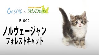 ノルウェージャン　子猫