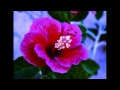 if you pick these flowers