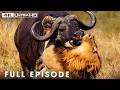 Lion Vs Buffalo Africa S Deadliest Battles FULL EPISODE Wildlife Documentary
