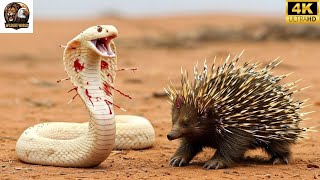 King Cobra vs Porcupine – Survival Encounter on the Steppe!