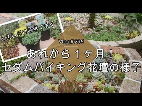 園芸 久しぶりの花壇