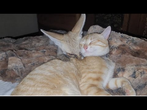 Fawzi fox massages and grooms kitty