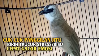 Download lagu Trucuk BETINA memanggil Jantan Suara Birahi Ngecuplik 100% pancingan trucukan gacor agar BUNYI EMOSI mp3