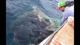 preview picture of video 'AKSI PENYELAMATAN..Ikan PARI MANTA Raksasa tertangkap jaring dilepaskan kembali #Observer'