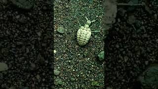 Download lagu Tahukah Kamu? Undur-undur apabila ditarik menggunakan tali... mp3 Download lagu Tahukah Kamu? Undur-undur apabila ditarik menggunakan tali... mp3