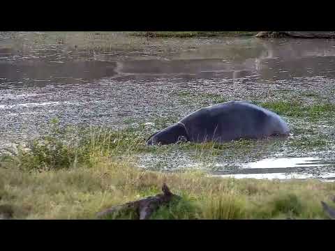 Djuma: Hippo moving about and some barrel rolls in water - 17:00 - 06/14/2022