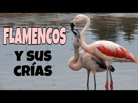 Plameniak čílsky (Phoenicopterus chilensis) — Chilean Flamingo s mláďatami