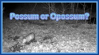 Is That an Opossum or a Possum Caught on Camera? - Trail Cam Tuesday - April 22, 2025