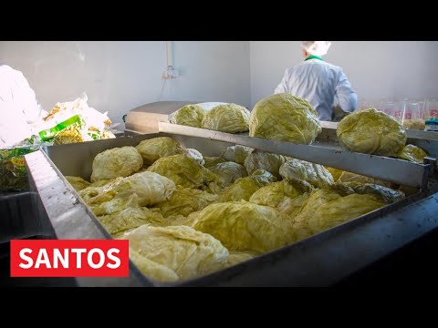 PRODAJA KUPUSA BOLJA NEGO PROŠLE GODINE