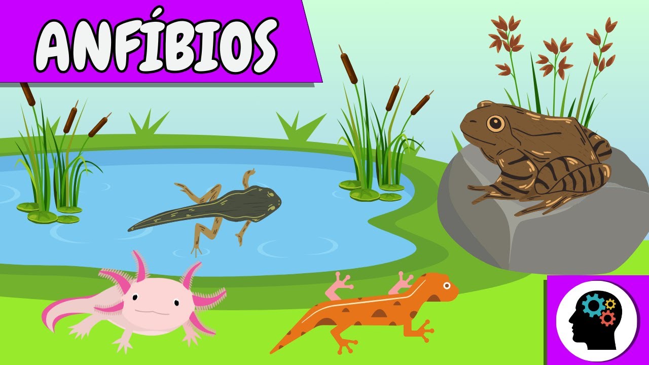 Resumo - ANFÍBIOS