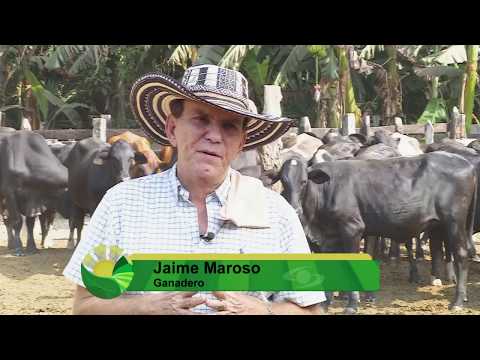 Cruzamiento entre holstein y cebú | La Finca de Hoy