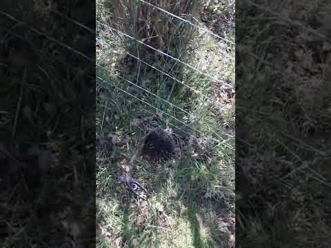 Where  to set a mole trap