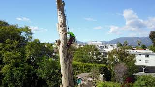 Eucalyptus Tree Removal 