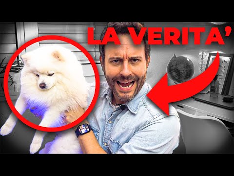 TUTTO quello che AVREI VOLUTO SAPERE prima di PRENDERE UN CANE 🐶