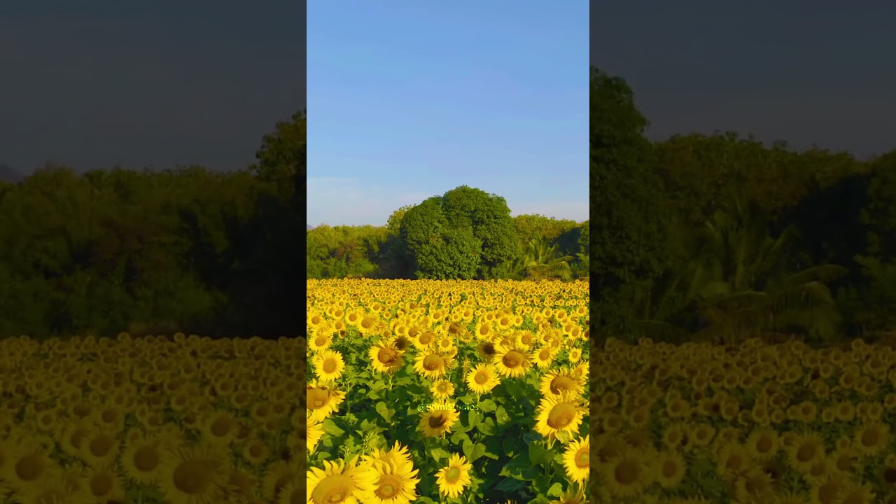 Sunflower Heliotropism: Plant Biology and Growth Mechanics